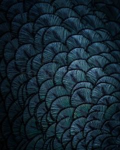 Peacock feathers close-up - nature macro photography - buy digital copy by Federico Trujillo