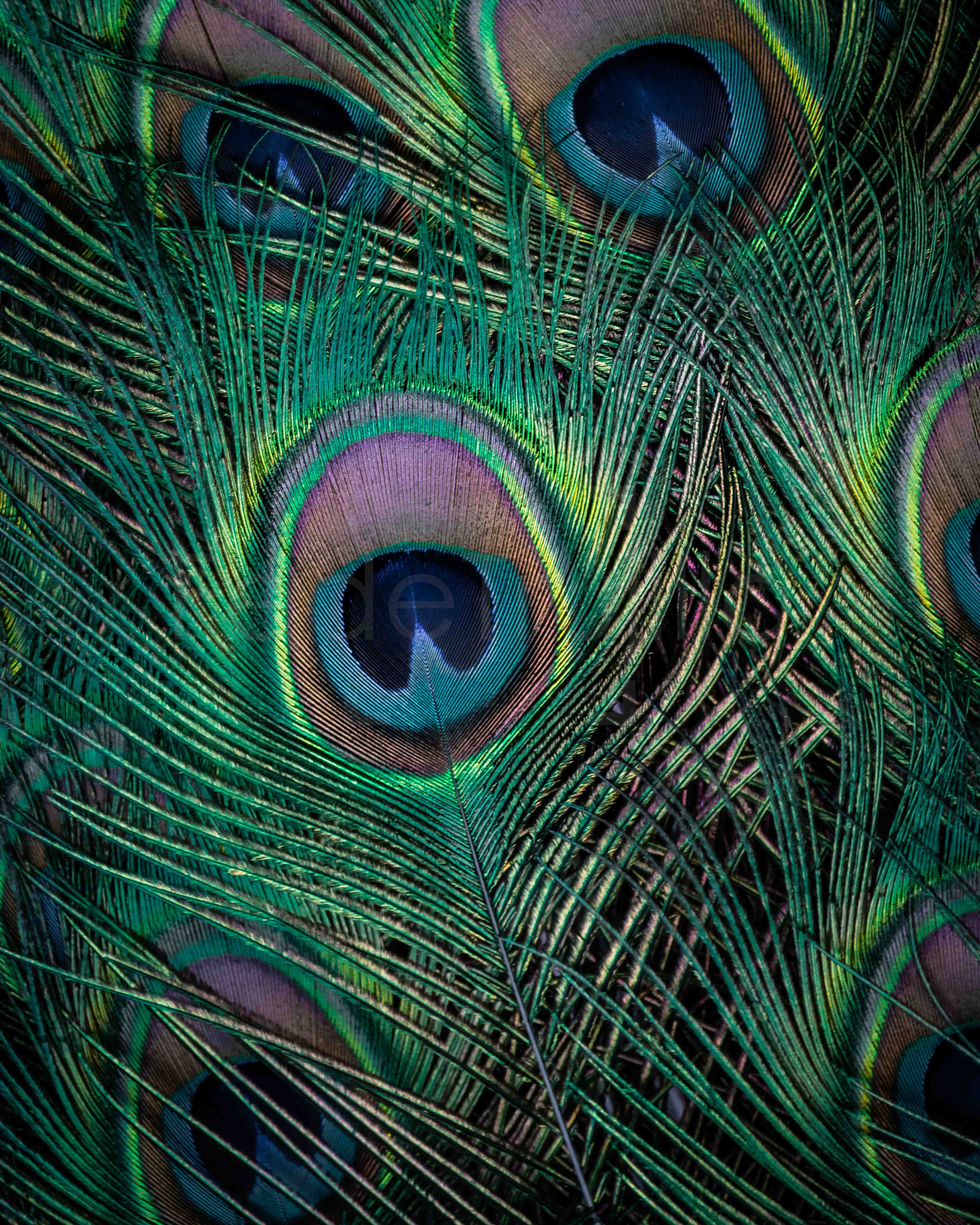 Peacock feathers close-up - nature macro photography - buy digital copy by Federico Trujillo