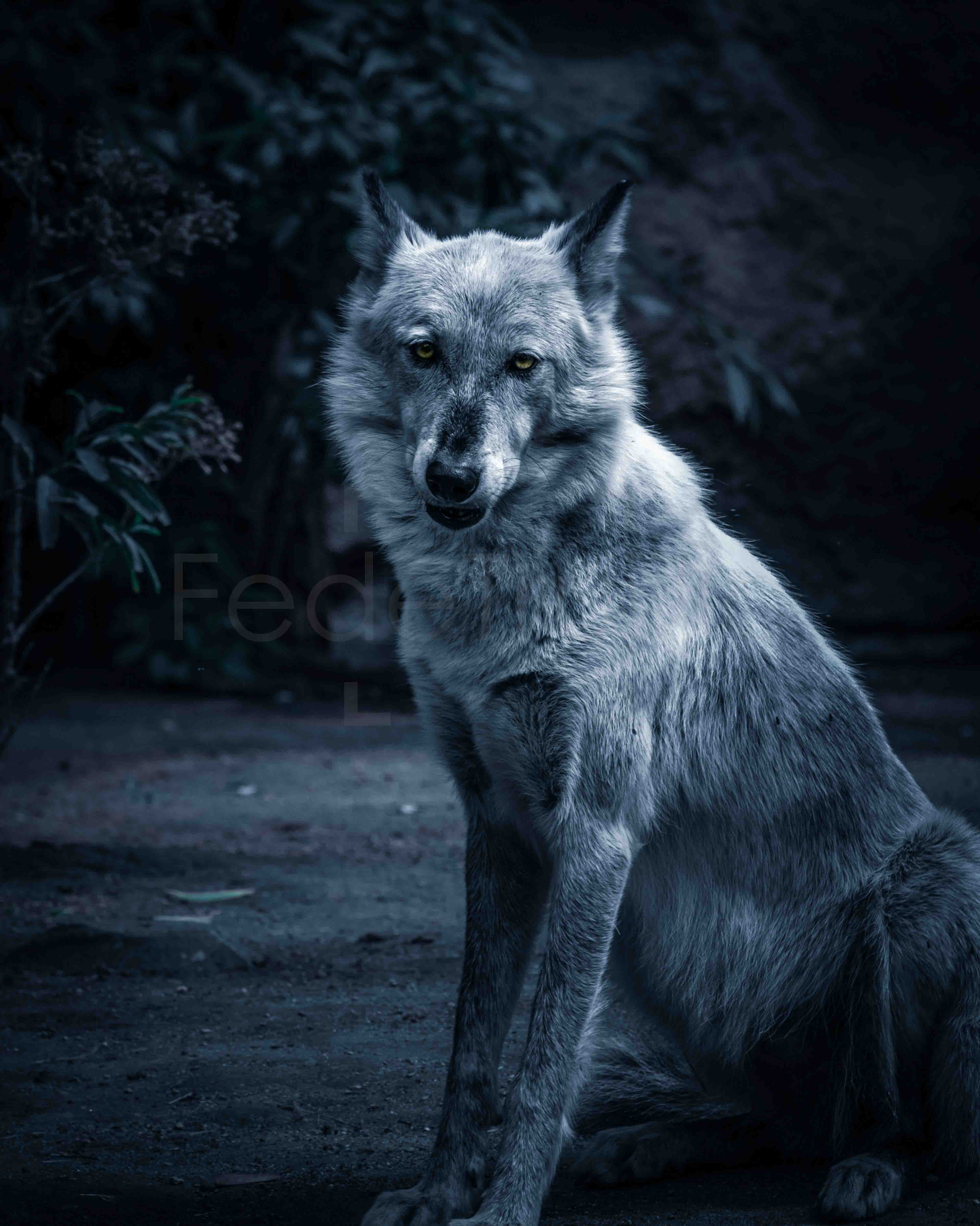 Wolf portrait - nature and wildlife photography - digital copy for printing