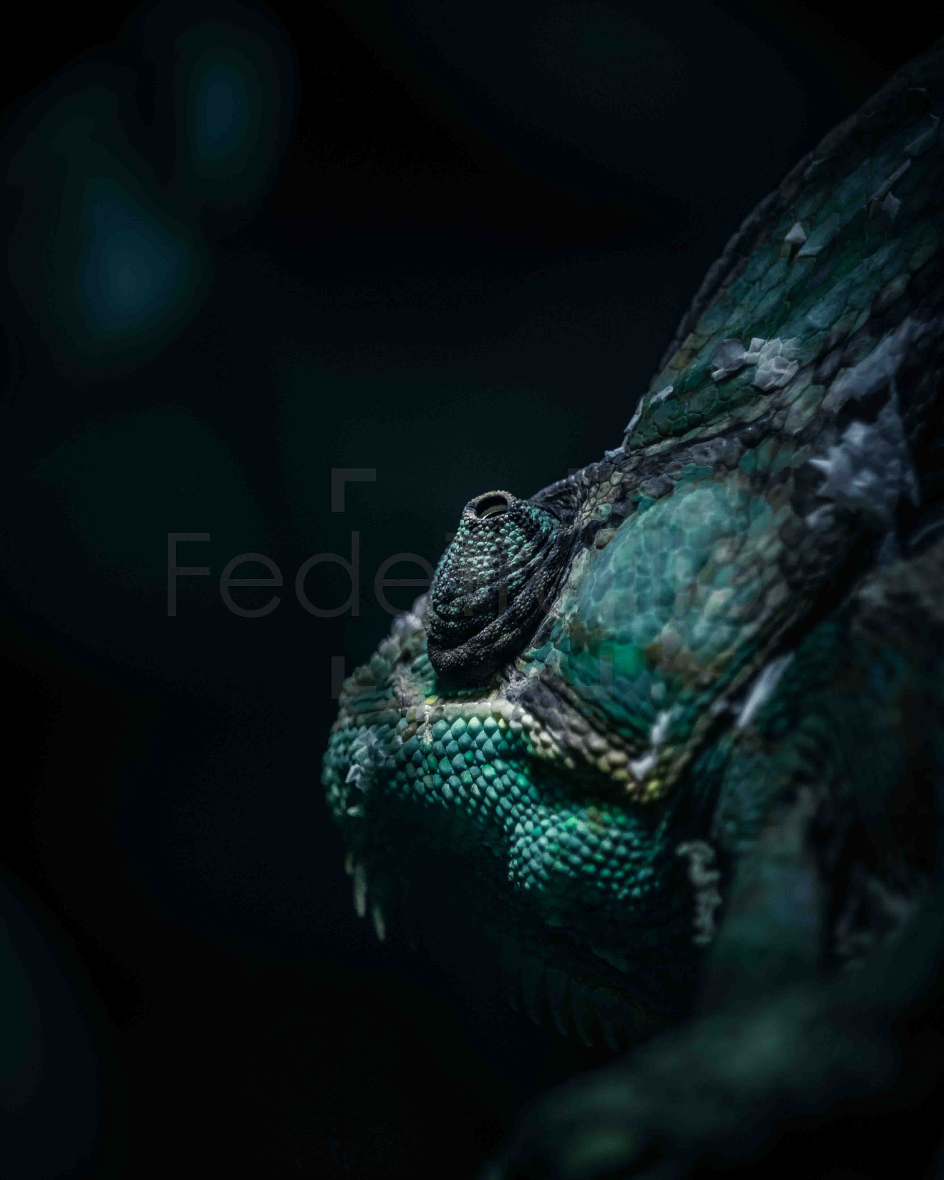 Green chameleon in El Salvador - wildlife photography by Federico Trujillo - digital photo available for print