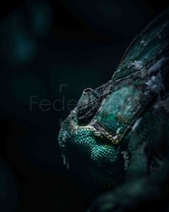 Green chameleon in El Salvador - wildlife photography by Federico Trujillo - digital photo available for print