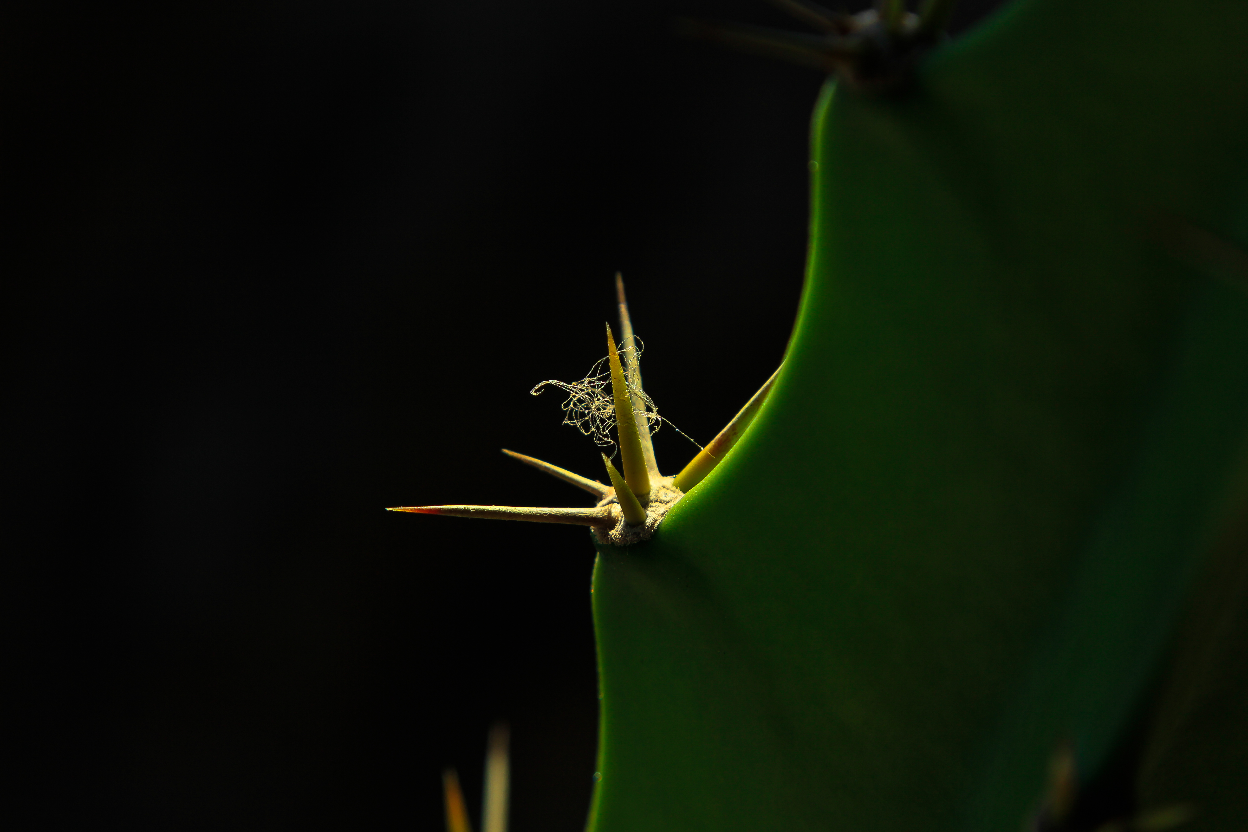 Abstract plant and bokeh lights - creative macro photography by Federico Trujillo - digital copy for purchase