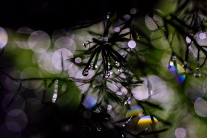 Abstract plant and bokeh lights - creative macro photography by Federico Trujillo - digital copy for purchase