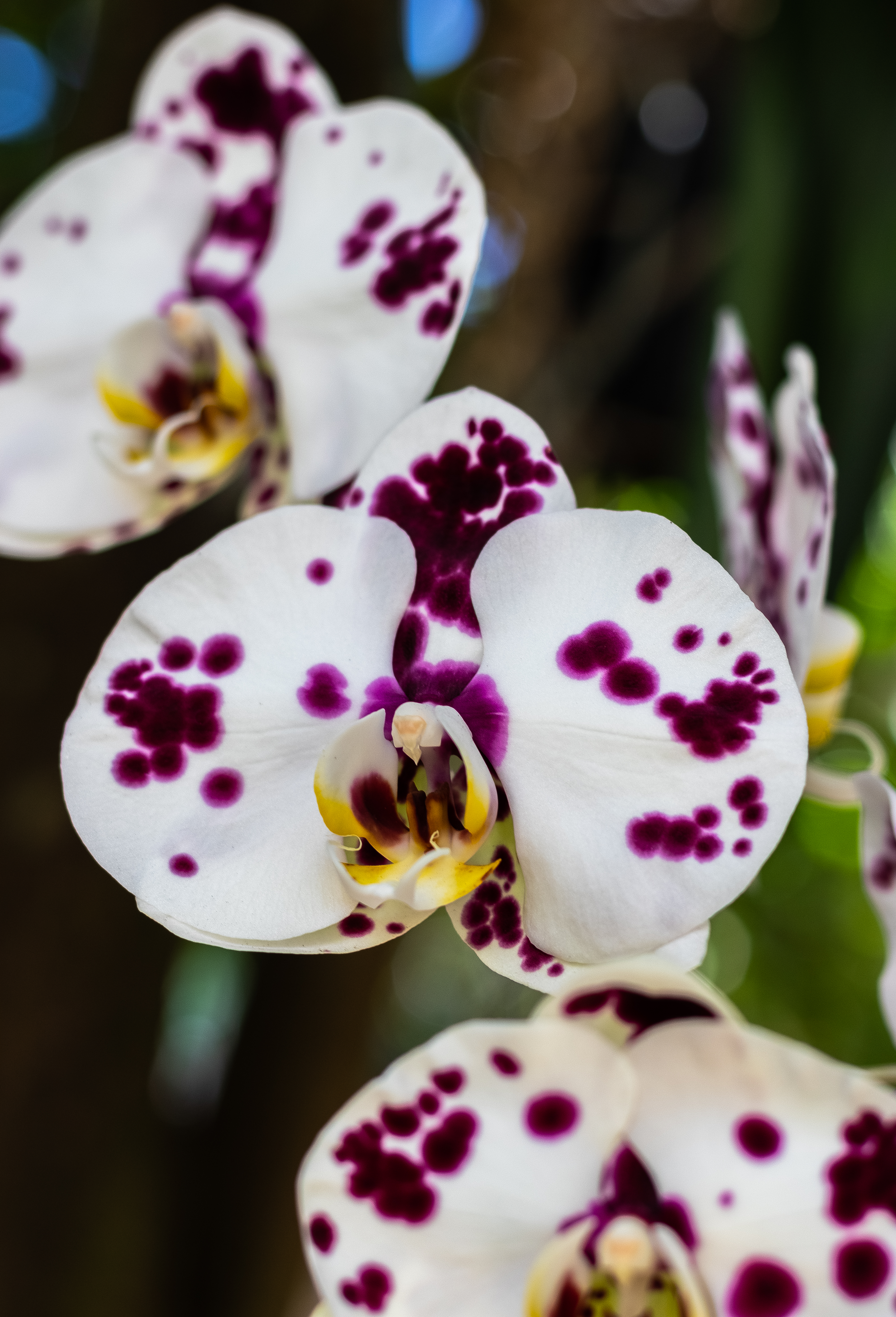 Orchid flowers close-up - nature and macro photography by Federico Trujillo - digital copy available for printing